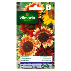 Semences de tournesol Beauté d'Automne VILMORIN