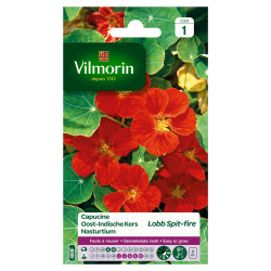 Capucine de Lobb Spit-fire – Fleurs éclatantes | VILMORIN