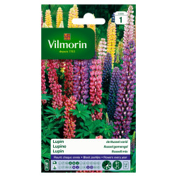 Semences Lupin Russel Varié VILMORIN – Fleurissez votre jardin | VILMORIN