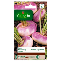 Semences de navet Milan Purple Top Forcing VILMORIN