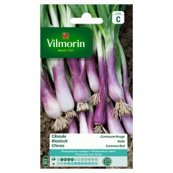 Graines de ciboule rouge VILMORIN – Cultivez votre jardin | VILMORIN