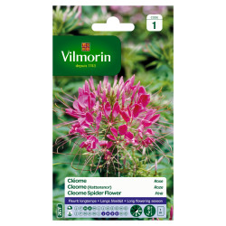 Semences Cléome Rose VILMORIN – Fleurs Estivales | VILMORIN

