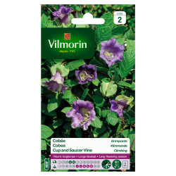 Semences Cobée Grimpante VILMORIN – Fleurissez votre jardin | VILMORIN