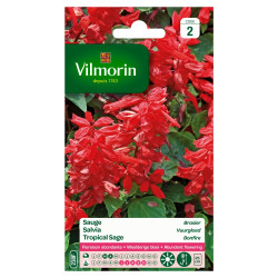 Semences de sauge Brasier VILMORIN – Cultivez l'éclat | VILMORIN