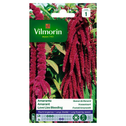 Semences Amarante Queue de Renard – Facile à Cultiver | VILMORIN