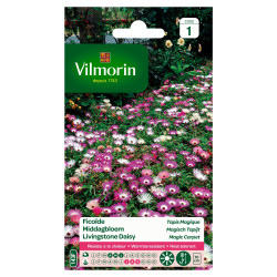 Semences Ficoïde Tapis Magique – Fleurissement Facile | VILMORIN
