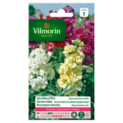Giroflée d'été Quarantaine variée – Fleurs colorées | VILMORIN

