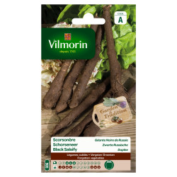 Semences Scorsonère Géante Noire Russie – Jardinage Facile | VILMORIN