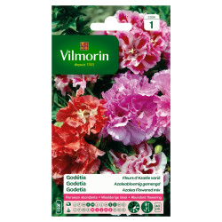 Godetia Azalée Variée VILMORIN – Fleurs Éclatantes | VILMORIN