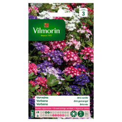 Semences Verveine Brio Variée – Floraison Abondante | VILMORIN

