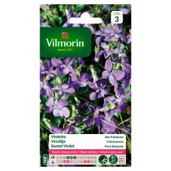 Semences Violette 4 Saisons VILMORIN – Floraison Abondante | VILMORIN