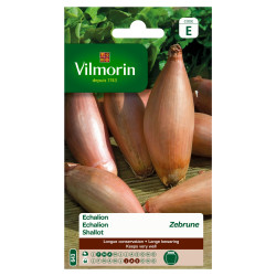 Semences d'échalote Zebrune VILMORIN – Culture facile | VILMORIN
