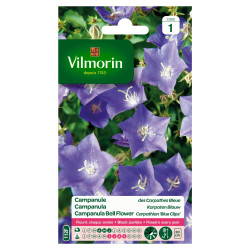 Semences Campanule des Carpathes Bleue – Fleurissez votre jardin | VILMORIN