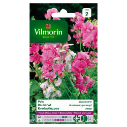 Semences de pois Vivace varié VILMORIN – Jardinage facile | VILMORIN
