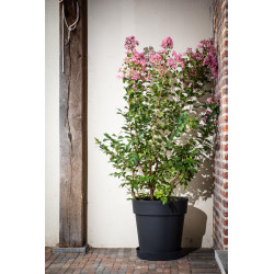 Pot de fleurs noir Star Ø 18,5 cm – Élégance Jardin | GARDEN ID Pot de fleurs noir Star Ø 18,5 cm – Élégance Jardin | GARDEN ID