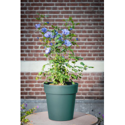 Pot de fleurs Safari Star Ø 22,5 cm – Déco Jungle | GARDEN ID Pot de fleurs Safari Star Ø 22,5 cm – Déco Jungle | GARDEN ID