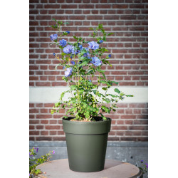 Pot de fleurs Star Ø 26 cm – Vert Gris Élégant | GARDEN ID Pot de fleurs Star Ø 26 cm – Vert Gris Élégant | GARDEN ID