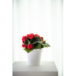 Pot de fleurs blanc Star Ø 42x40 cm – Élégance Jardin | GARDEN ID Pot de fleurs blanc Star Ø 42x40 cm – Élégance Jardin | GARDEN ID