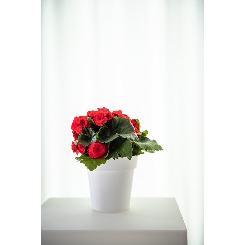 Pot de fleurs rectangulaire en plastique à arrosage automatique, pot de  fleurs allongé à arrosage automatique pour fenêtre (1, blanc)
