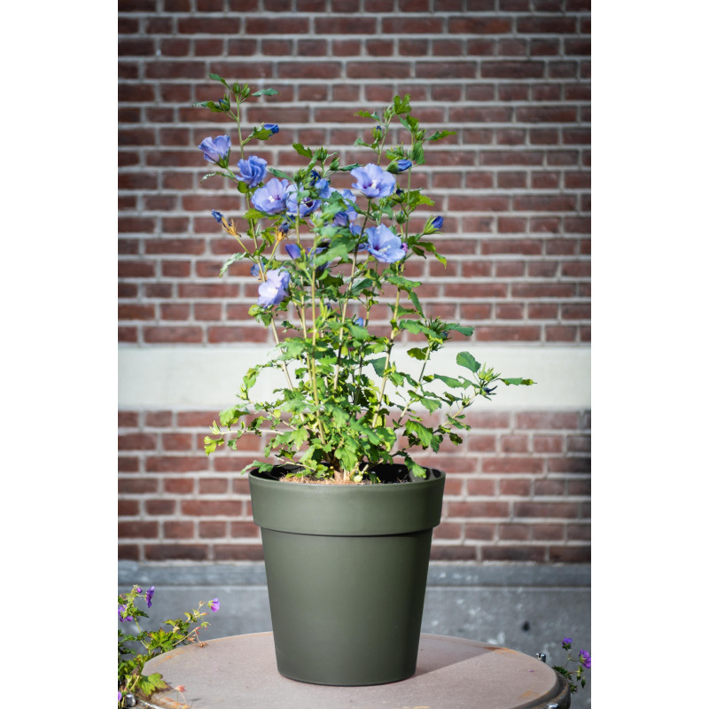 Pot de fleurs Star Ø 42x40 cm – Élégance & Durabilité | GARDEN ID Pot de fleurs Star Ø 42x40 cm – Élégance & Durabilité | GARDEN ID