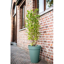 Pot de fleurs Star High blanc – Élégance & Durabilité | GARDEN ID Pot de fleurs Star High blanc – Élégance & Durabilité | GARDEN ID