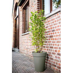 Pot de fleurs Star High Ø 33x40cm – Élégance Verte | GARDEN ID Pot de fleurs Star High Ø 33x40cm – Élégance Verte | GARDEN ID