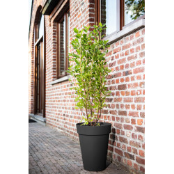 Pot de fleurs Star High noir – Élégance du jardin | GARDEN ID Pot de fleurs Star High noir – Élégance du jardin | GARDEN ID