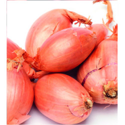 Échalotes Jermor 1kg VILMORIN – Récolte Abondante | VILMORIN