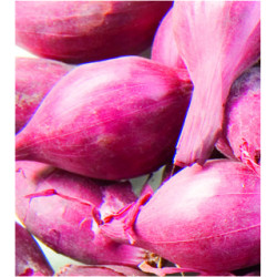 Échalotes Mikor 1kg VILMORIN – Récolte Abondante | VILMORIN