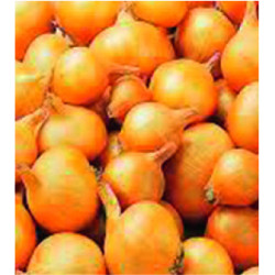 Échalotes Golden Gourmet 1kg – Récolte Facile | VILMORIN