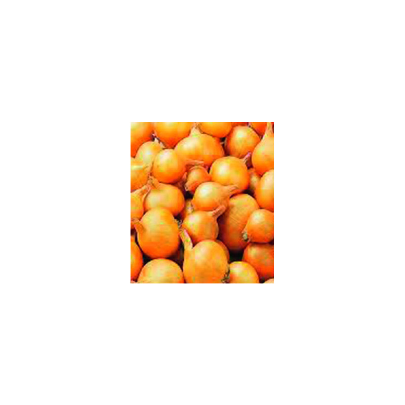 Bulbes d'échalottes Golden Gourmet 1 kg VILMORIN