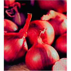 Bulbes d'échalottes Red Sun 0,5 kg VILMORIN