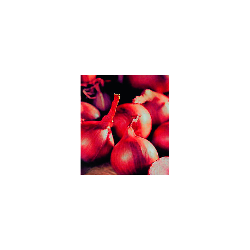 Bulbes d'échalottes Red Sun 1 kg VILMORIN