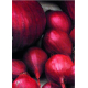 Bulbes d'oignons Red Baron 0,25 kg VILMORIN