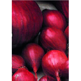 Bulbes d'oignons Red Baron 0,25 kg VILMORIN