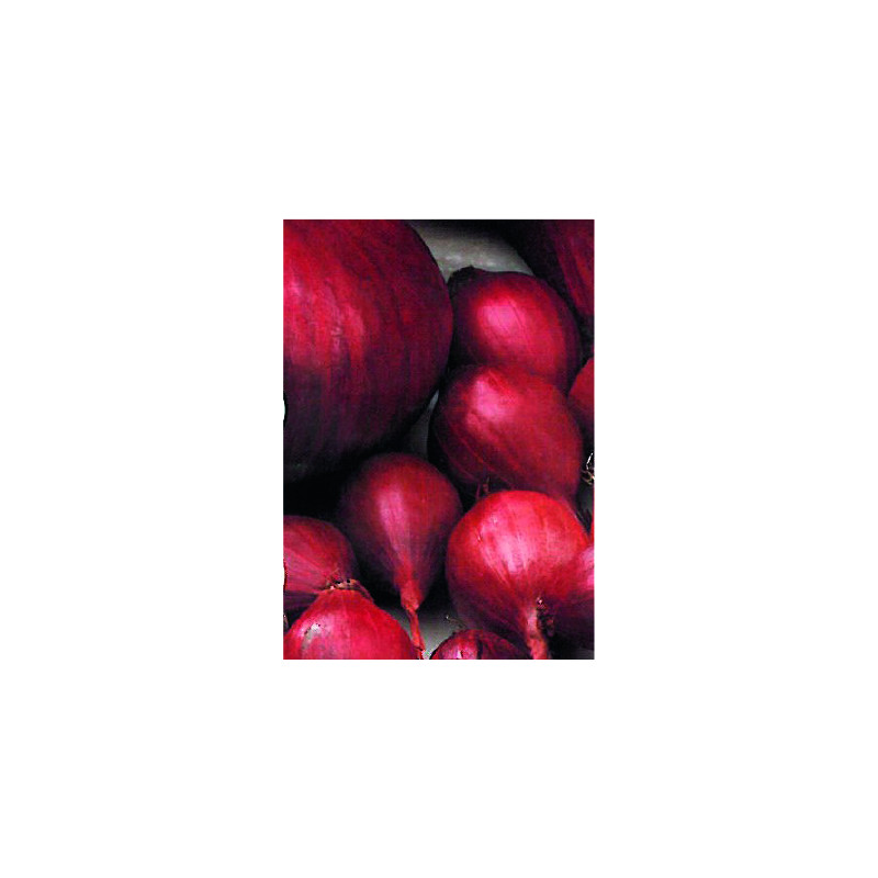 Bulbes d'oignons Red Baron 0,25 kg VILMORIN