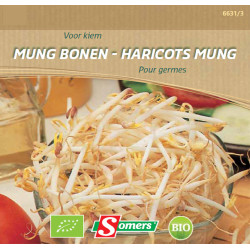 Semences Haricot Mung Bio SOMERS – Germination Facile | SOMERS