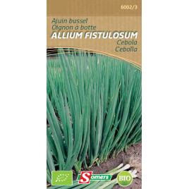 Semences d'oignon à botte Allium Fistulosum Bio SOMERS