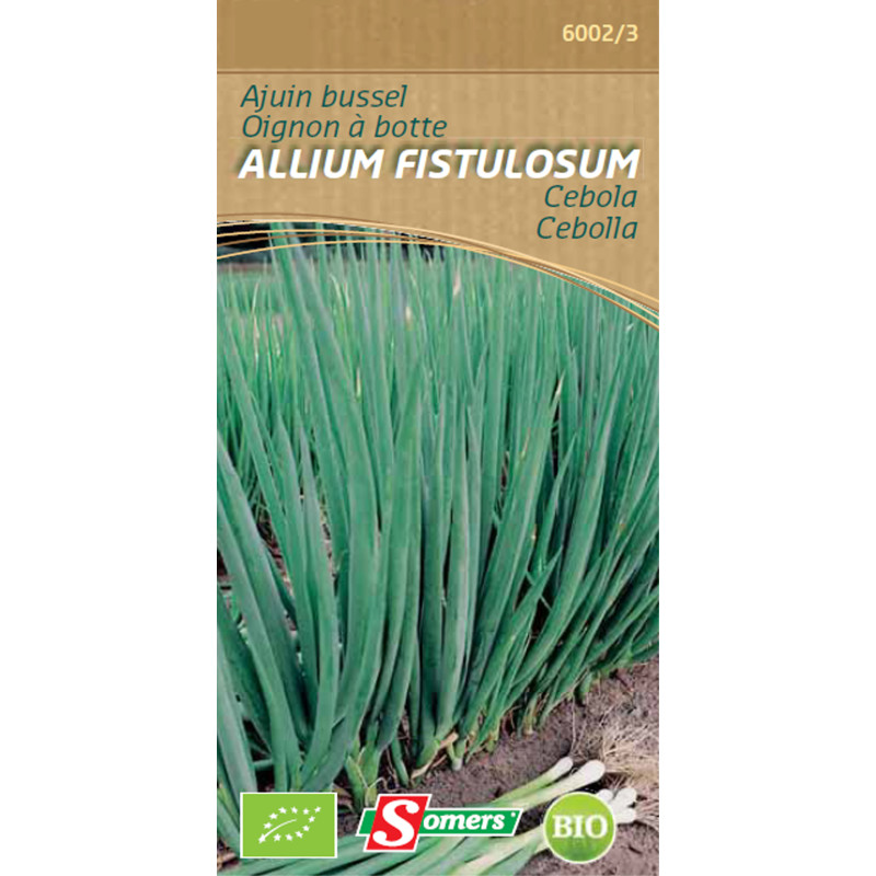 Semences d'oignon à botte Allium Fistulosum Bio SOMERS