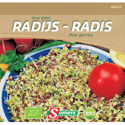 Semences Radis Bio SOMERS – Germination Rapide | SOMERS