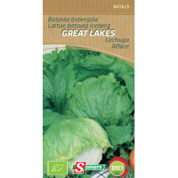 Semences Laitue Iceberg Great Lakes Bio – Récolte Abondante | SOMERS