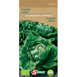 Semences Laitue Kagraner Sommer Bio – Récolte Facile | SOMERS