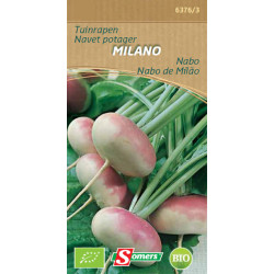 Semences Navet Milano Bio SOMERS – Récolte Facile | SOMERS