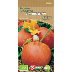 Semences de potimarron Uchiki Kuri Bio – Cultivez facilement | SOMERS