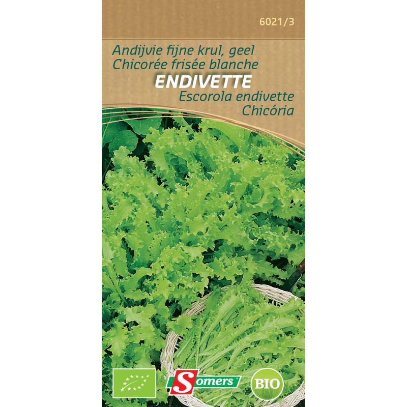 Semences de chicorée frisée Endivette Bio SOMERS