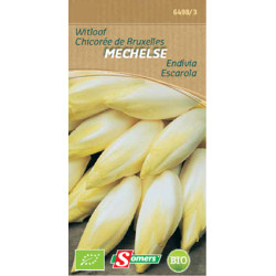 Semences de chicon Mechelse bio – Culture facile | SOMERS