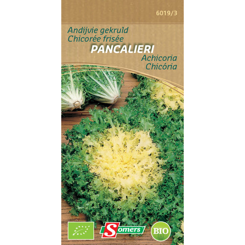 Semences de chicorée frisée Pancalieri Bio SOMERS