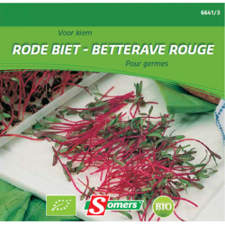 Semences de betterave rouge bio SOMERS – germination facile | SOMERS