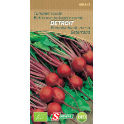 Semences Betterave Detroit Bio SOMERS – Récolte Facile | SOMERS