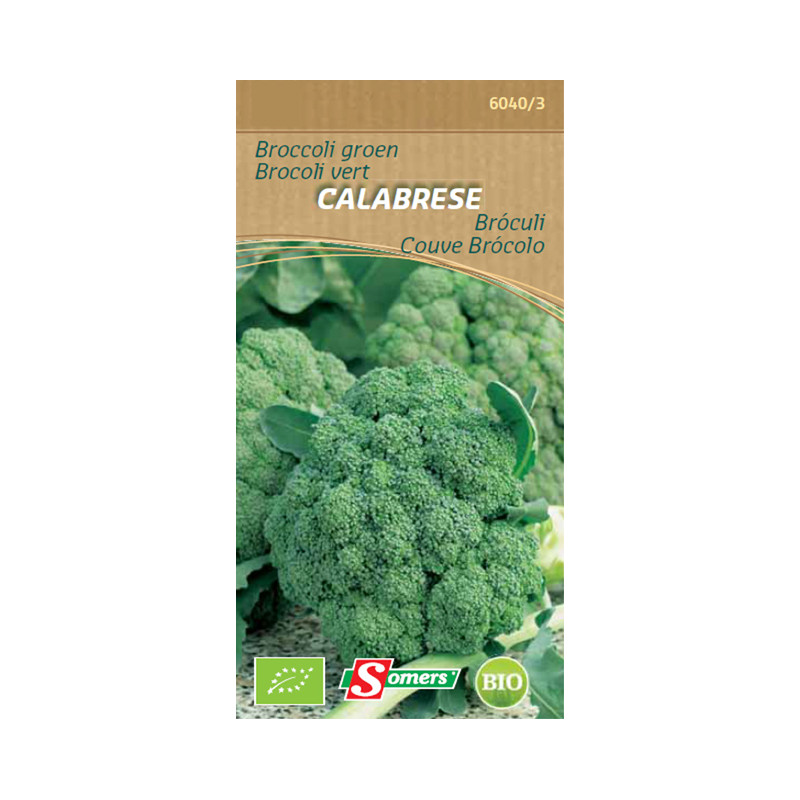 Semences de brocoli vert Calabrese Bio SOMERS